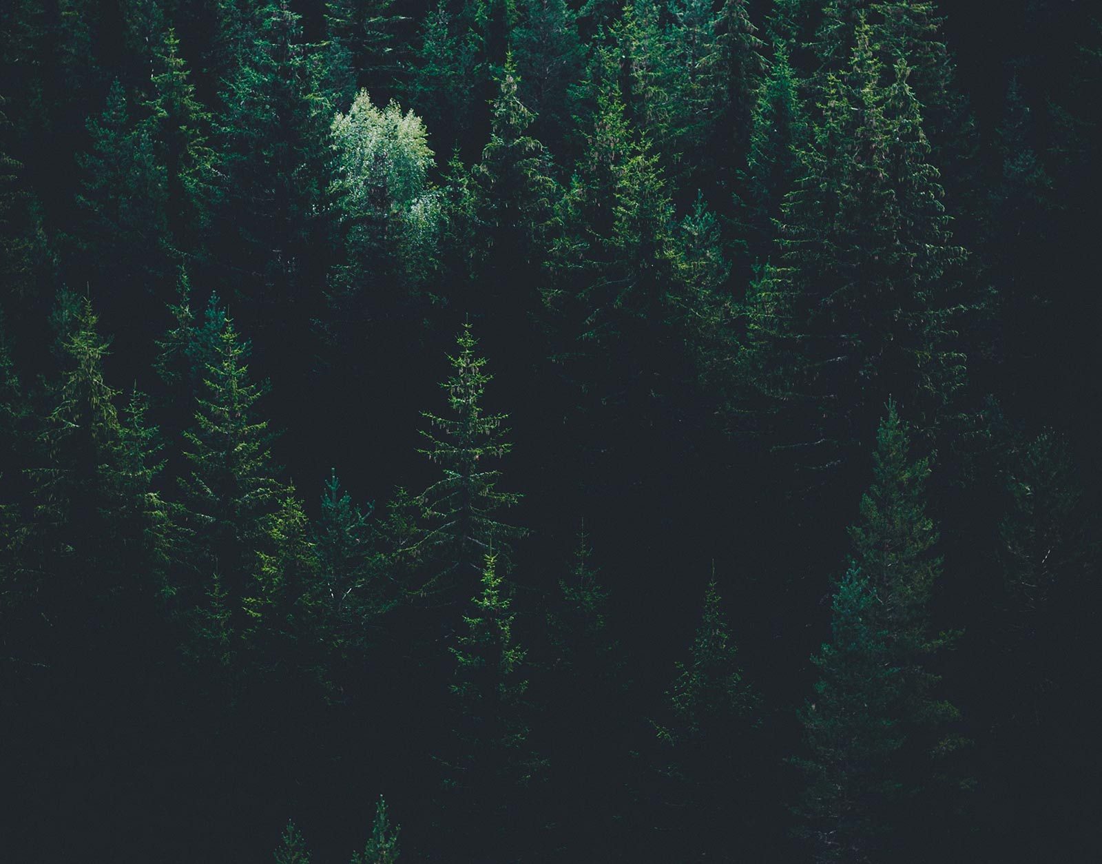 Forest Path